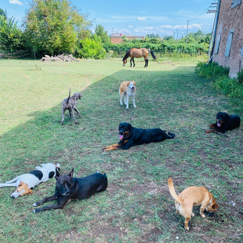Cani di varie razze che sdraiati sull'erba, sullo sfondo un cavallo che pascola, vicino a un edificio.