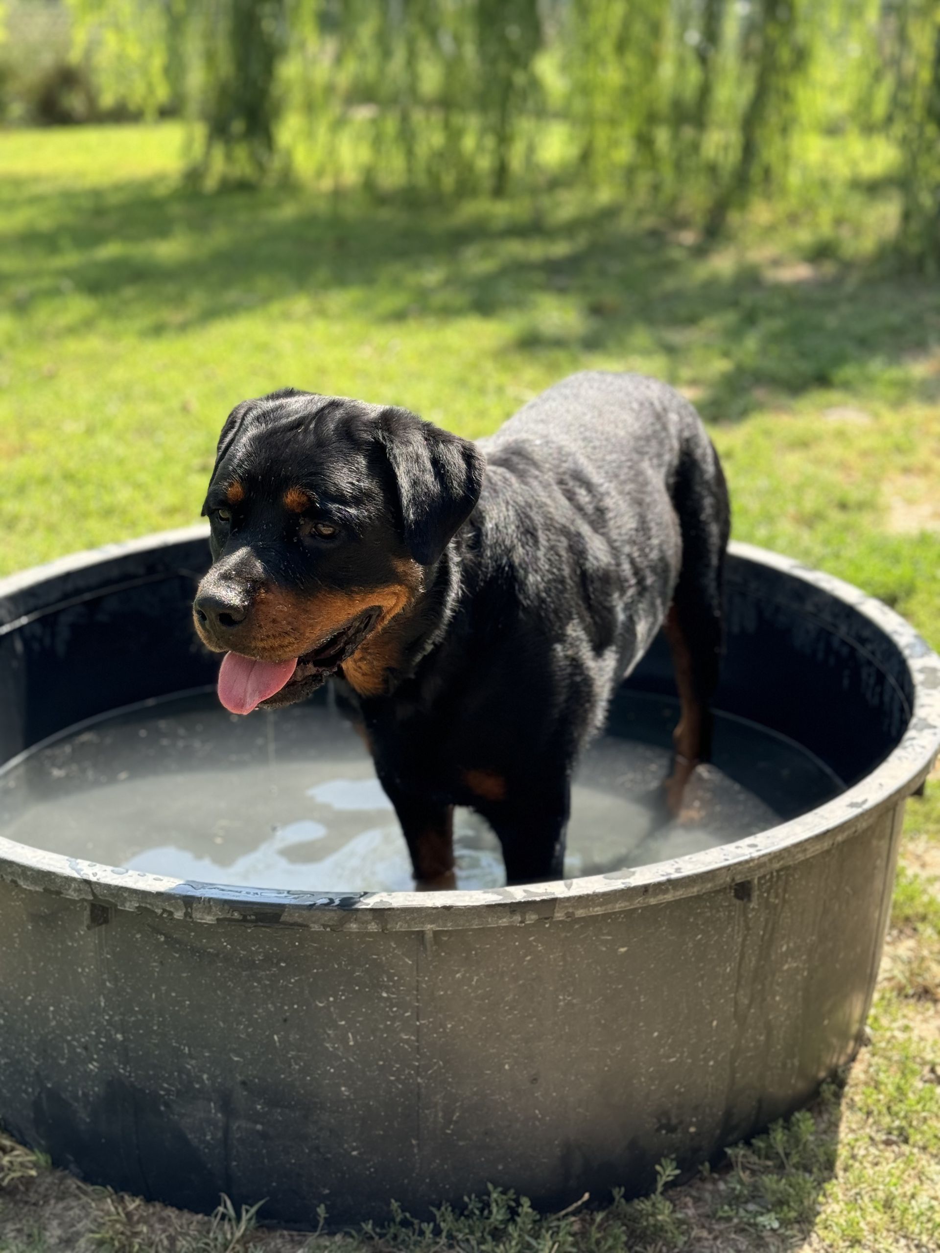 Rottweiler in una vasca rotonda e nera piena d'acqua, con la lingua fuori. All'aperto, in un prato, in una giornata di sole.