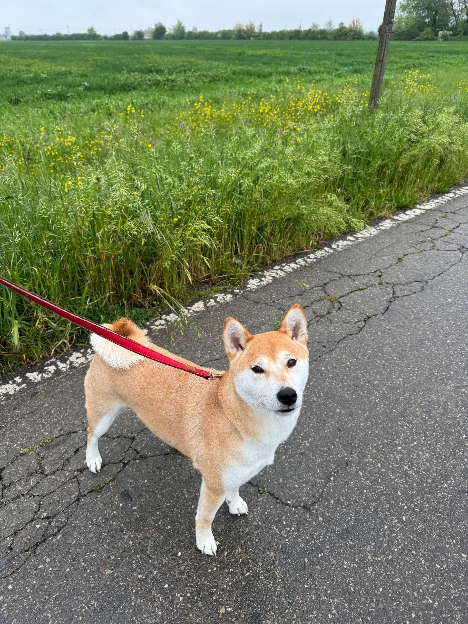 Cane Shiba Inu marrone chiaro al guinzaglio rosso su una strada, che guarda verso la telecamera con un campo verde sullo sfondo.