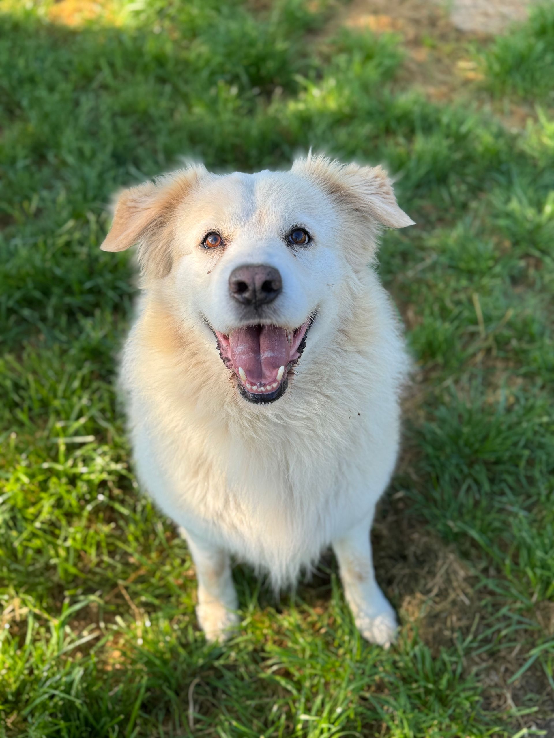 Cane sorridente color crema seduto sull'erba verde, con la bocca aperta e lo sguardo rivolto alla telecamera.