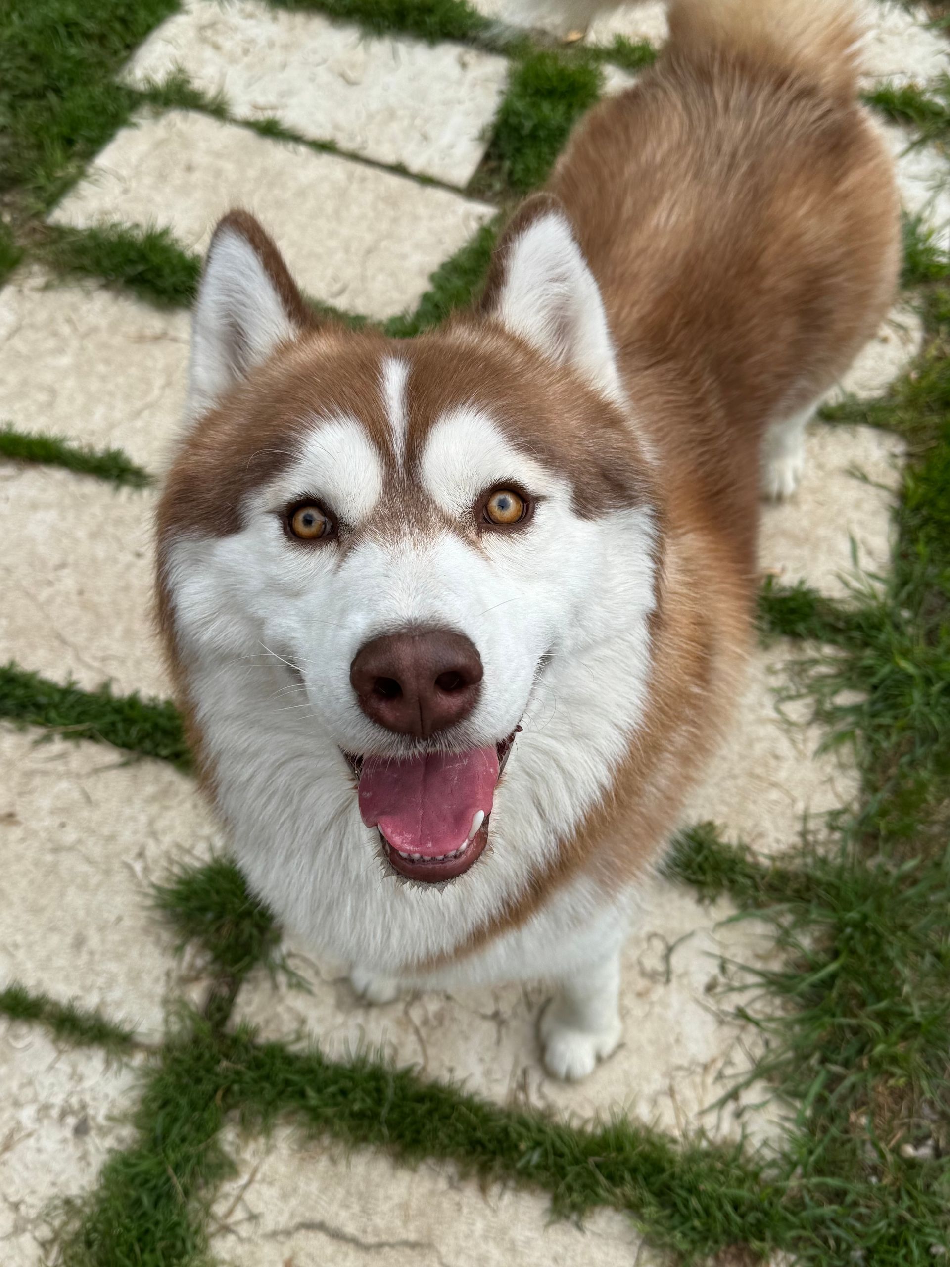 Un cane husky marrone e bianco con gli occhi color ambra sorride felicemente, guardando verso la telecamera.