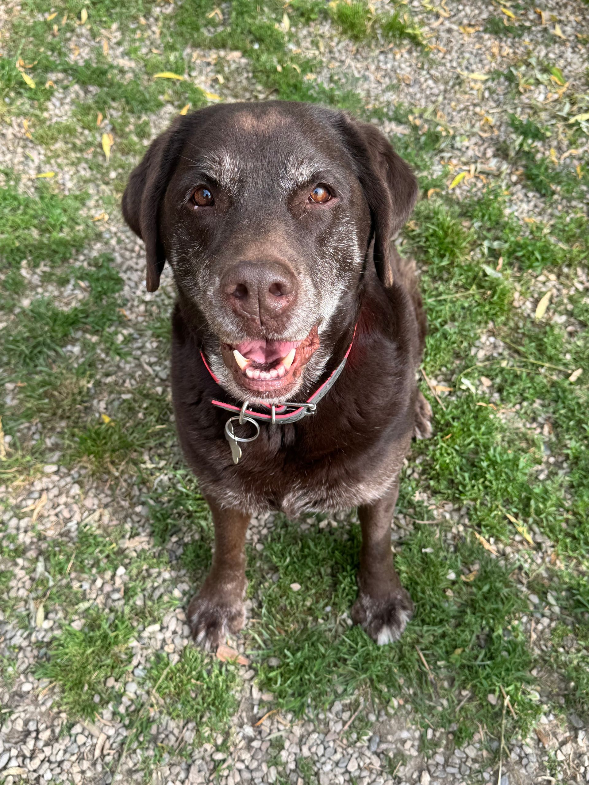 Cane Labrador color cioccolato con il muso ingrigito, sorridente, seduto all'aperto sull'erba.