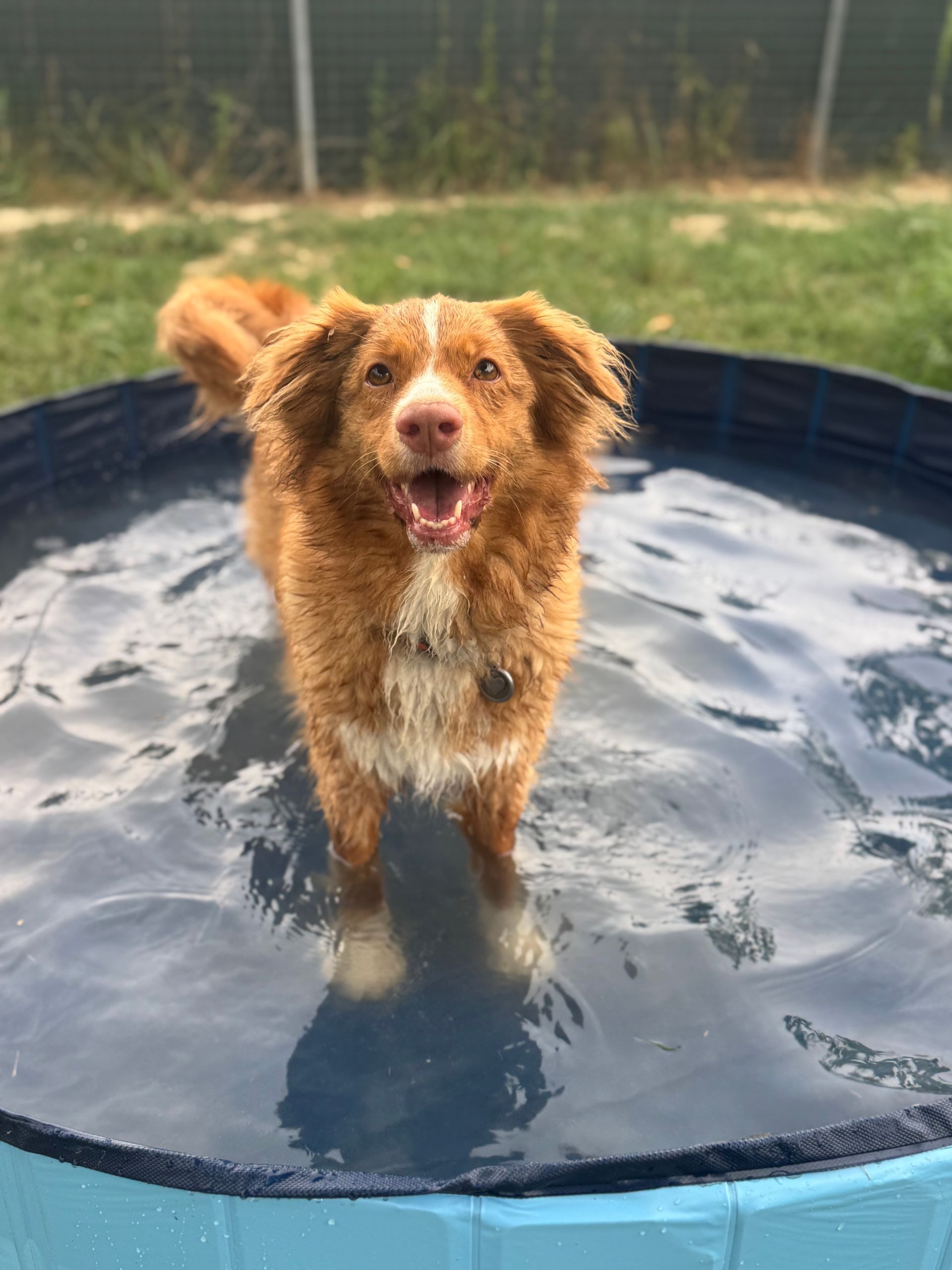 Cane in una piccola piscina rotonda; pelo marrone, petto bianco, espressione felice, all'aperto.