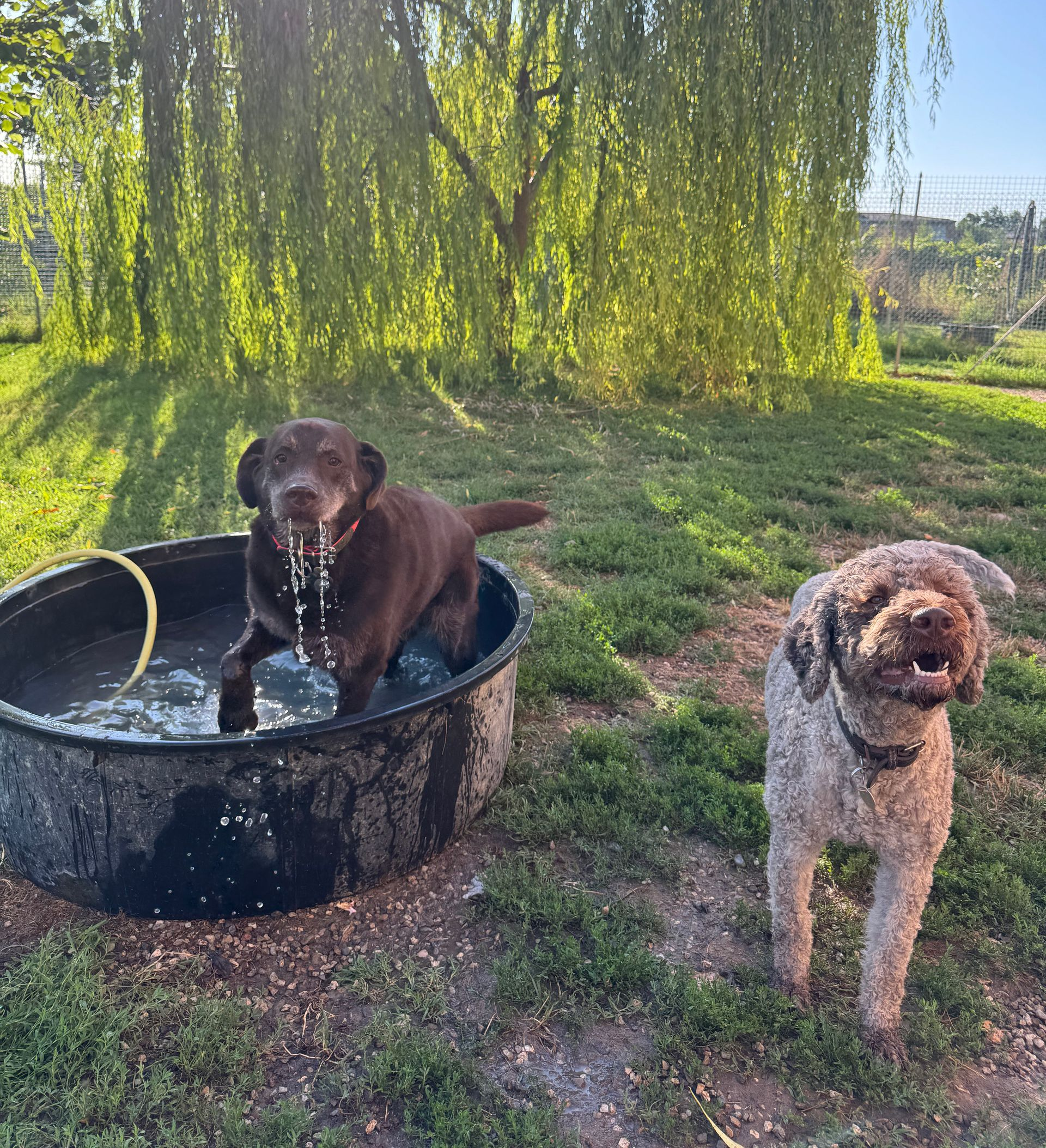 Due cani: un Labrador marrone in una vasca d'acqua, un cane beige accanto. Fuori, erba verde, salice.