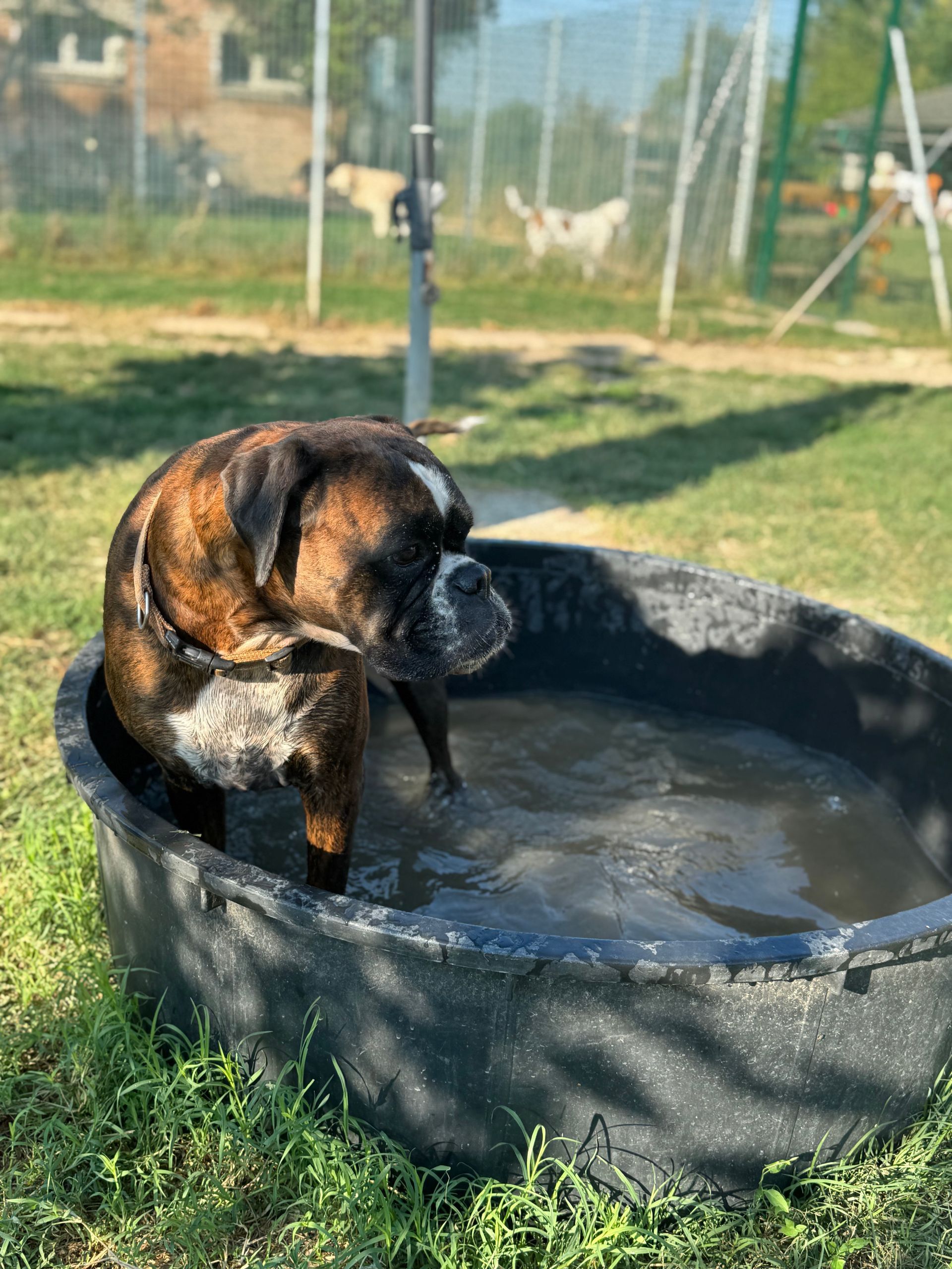 Cane boxer in una piscina di plastica nera sull'erba; ambiente esterno soleggiato.