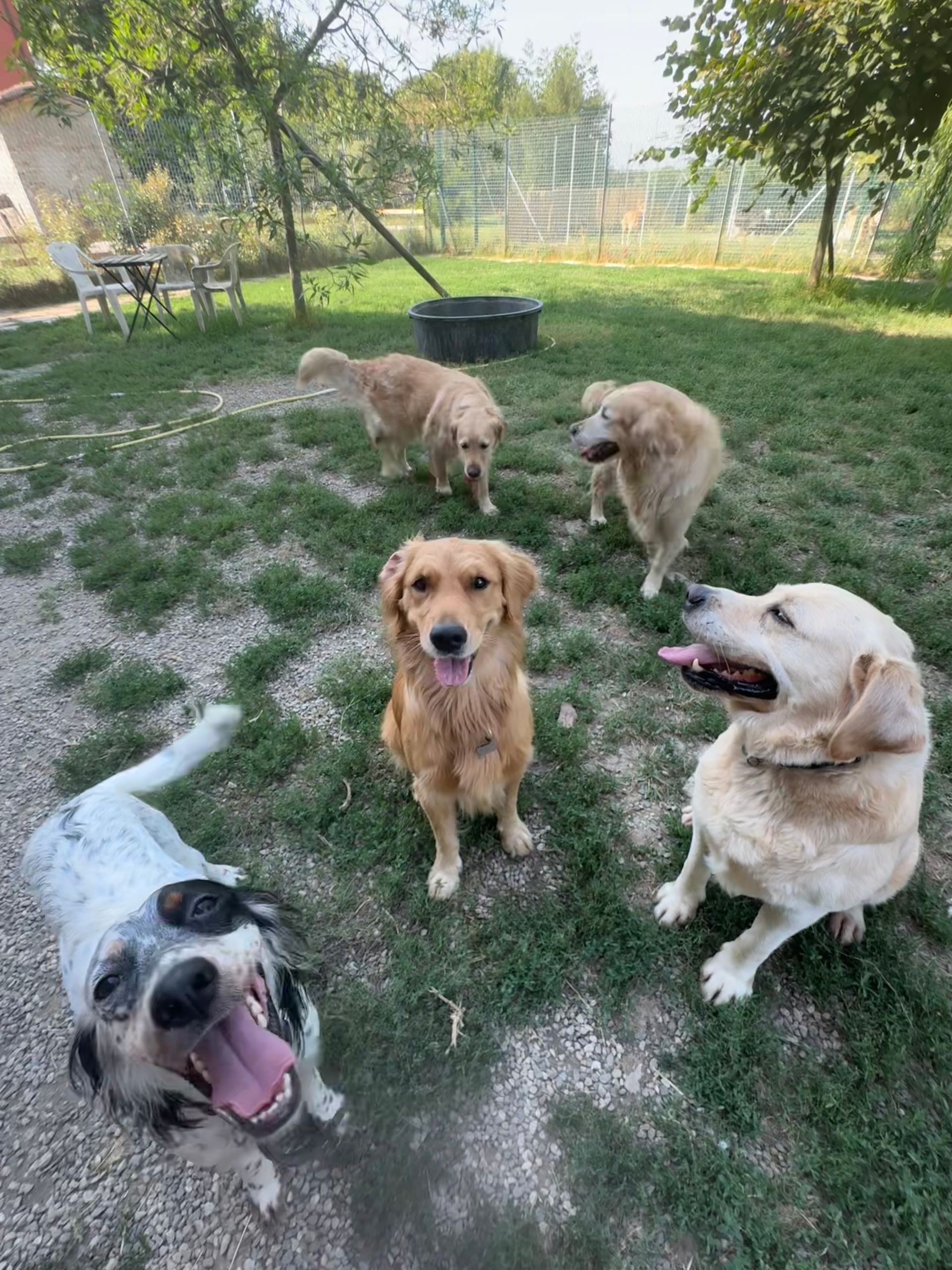 Cinque cani in un prato; razze diverse, tra cui Golden Retriever e un cane maculato, sorridenti, alcuni ansimanti.