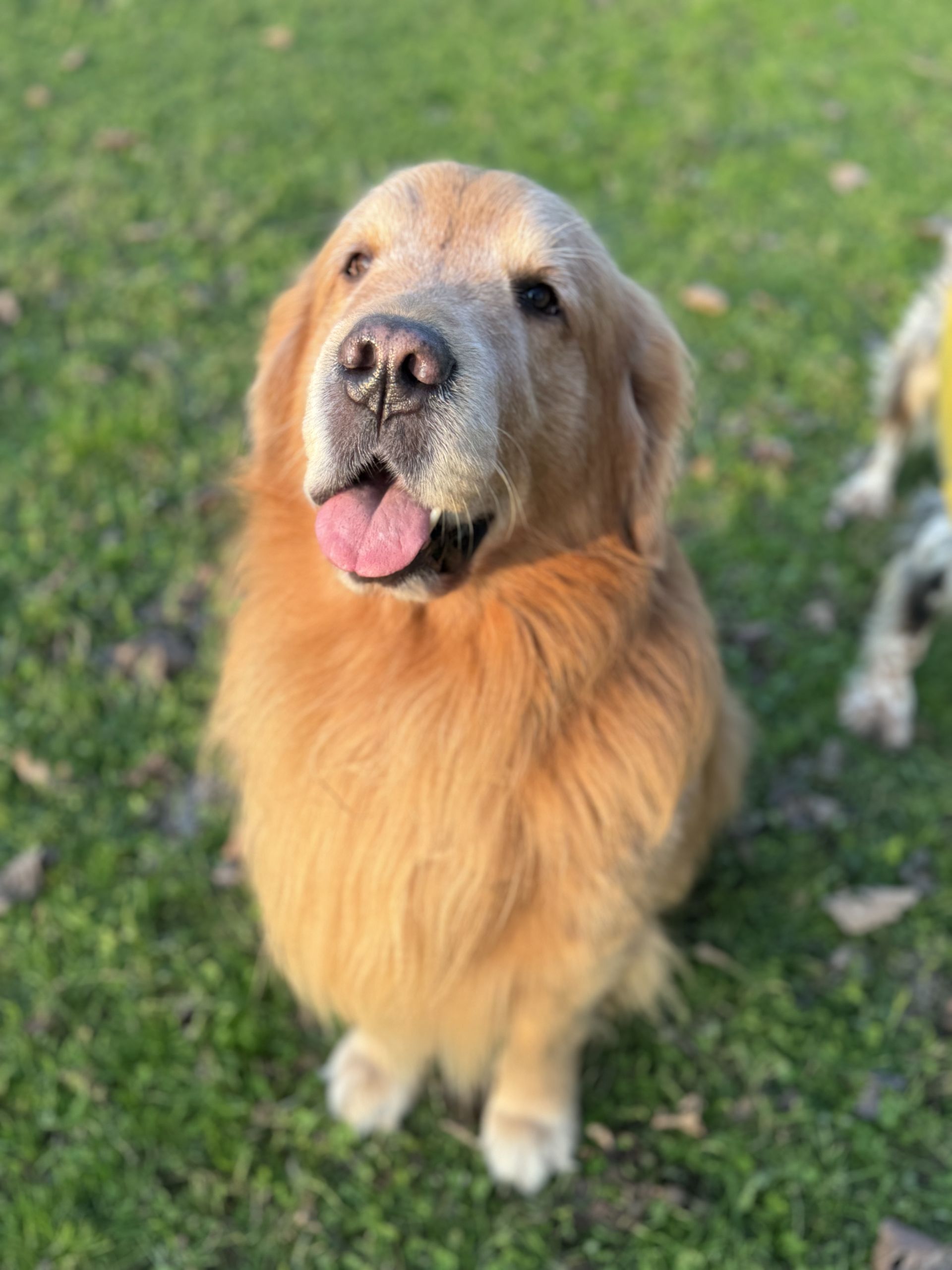 Cane Golden Retriever seduto sull'erba, che guarda in alto con la lingua fuori.