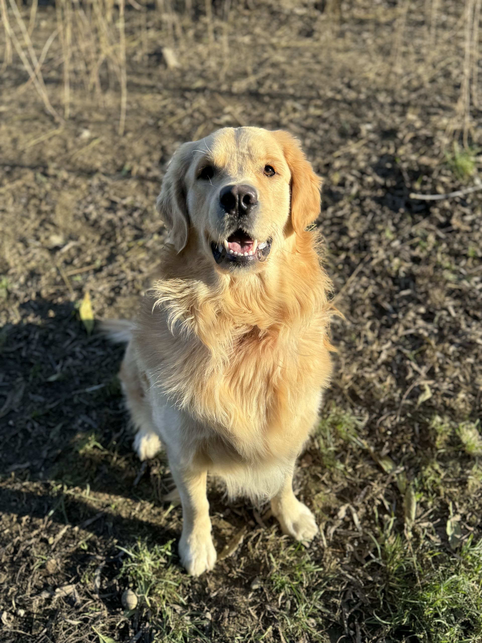Golden Retriever seduto all'aperto con la bocca aperta e sorridente.