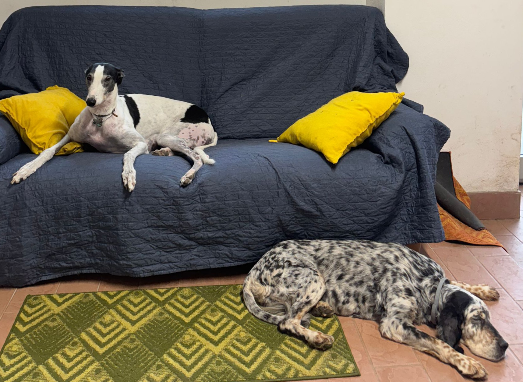 Due cani riposano: uno su un divano blu con cuscini gialli, l'altro su un tappetino verde a fantasia sul pavimento.