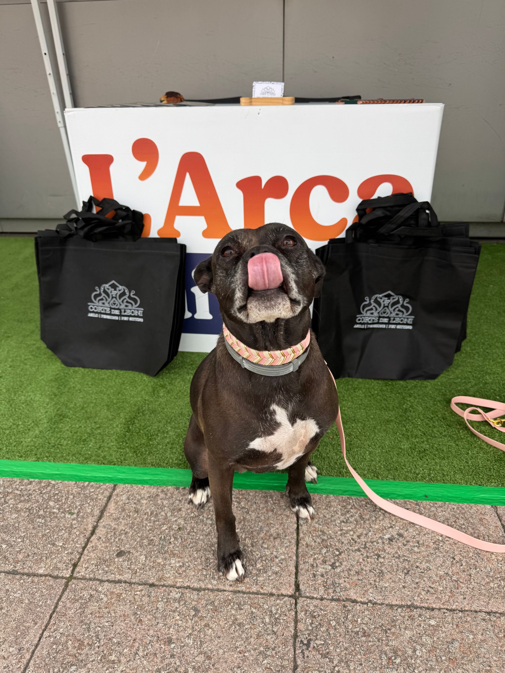 Un cane si lecca il naso ed è seduto davanti a un tavolo con delle borse di tela e un cartello con la scritta 