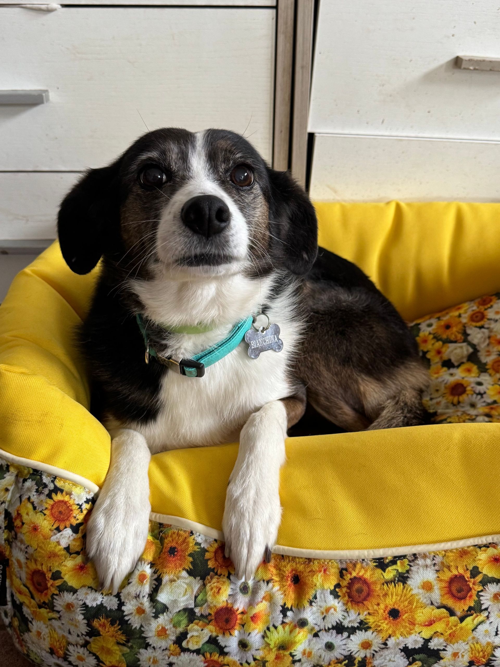 Cocker Spaniel nero focato in piedi in una vasca nera di acqua fangosa, con lo sguardo rivolto verso l'alto.