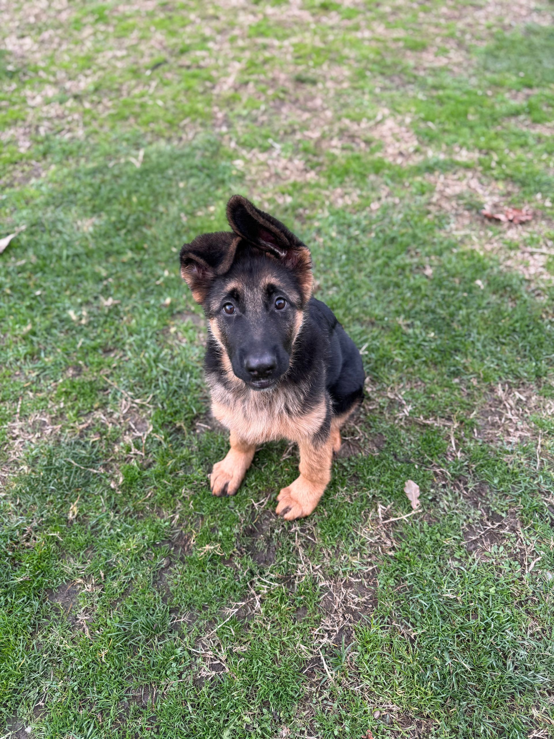 Cucciolo di pastore tedesco con un orecchio cadente, seduto sull'erba.