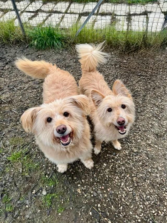 Due cani color nocciola chiaro sorridono alla telecamera, terreno fangoso, con un altro cane sullo sfondo.