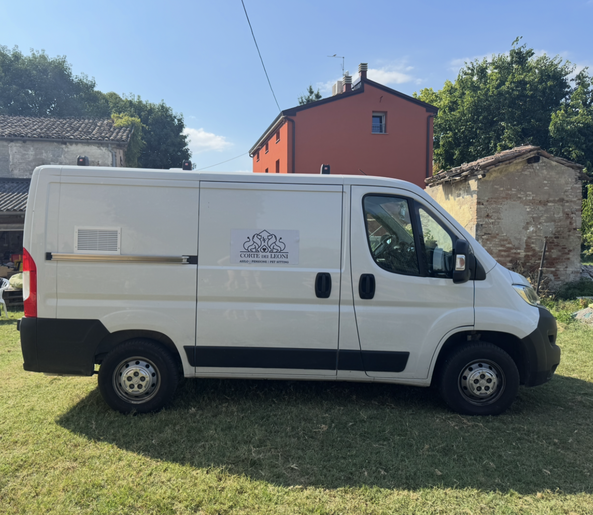 Cane Shiba Inu marrone chiaro al guinzaglio rosso su una strada, che guarda verso la telecamera con un campo verde sullo sfondo.