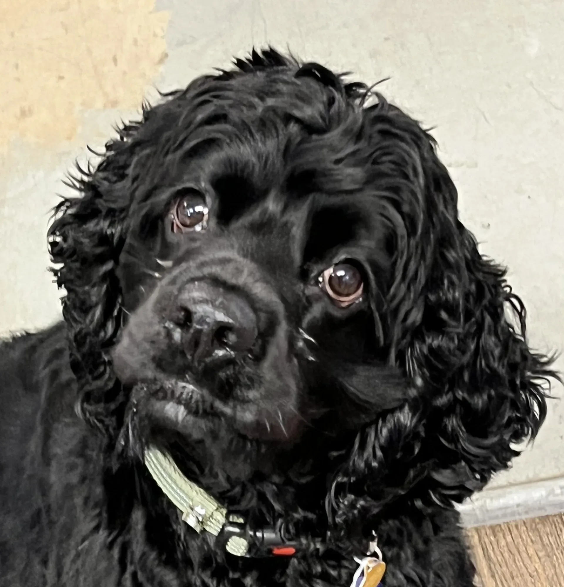 Black Cocker Spaniel with curly hair, wearing a collar, looks directly at the viewer with a sweet expression.