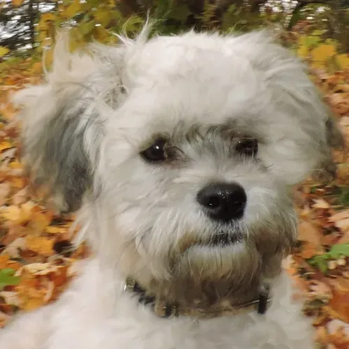 White dog with gray ears and beard, in fall foliage, wearing a collar.