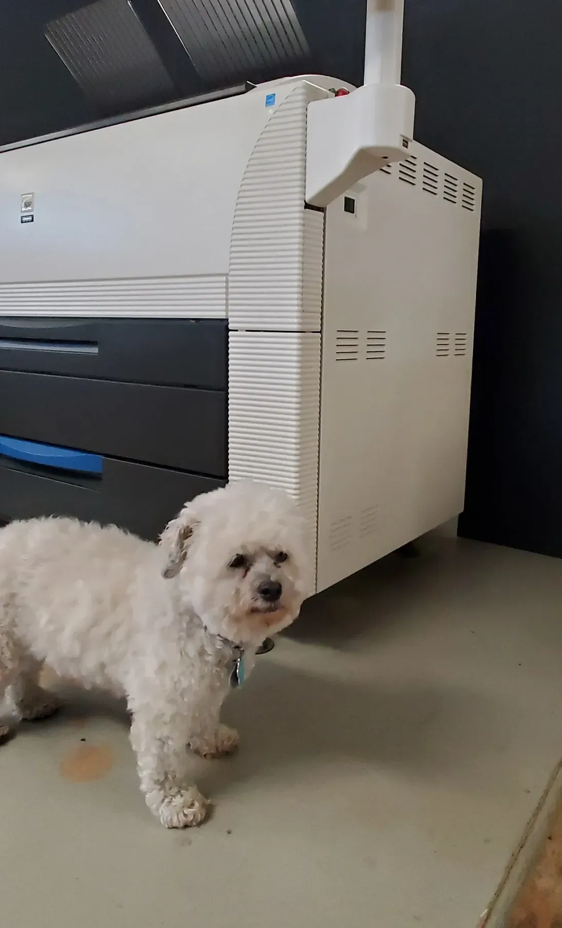 White, fluffy dog standing near a large printer. The dog has a collar and is looking at the camera.