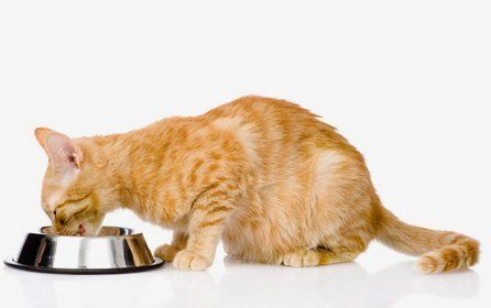 A marmalade cat eating from a silver bowl
