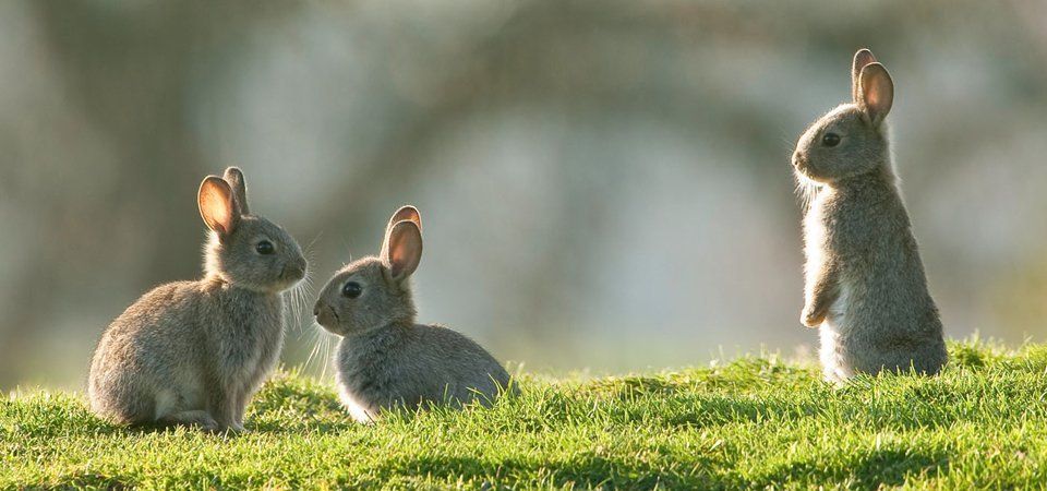 Three rabbits in a field