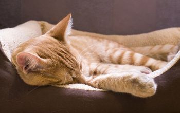 A kitten asleep in a fleece pet bed