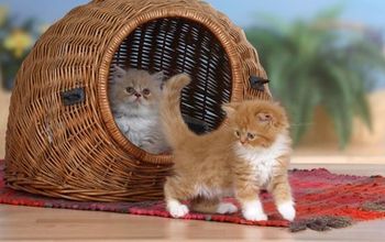 One kitten inside, and one outside, a round wicker basket on a red rug