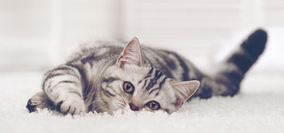 A tortoiseshell kitten on a white fluffy rug