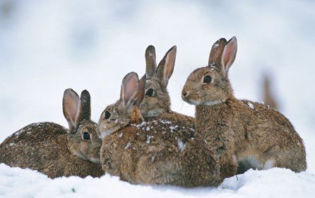 Four rabbits in the snow