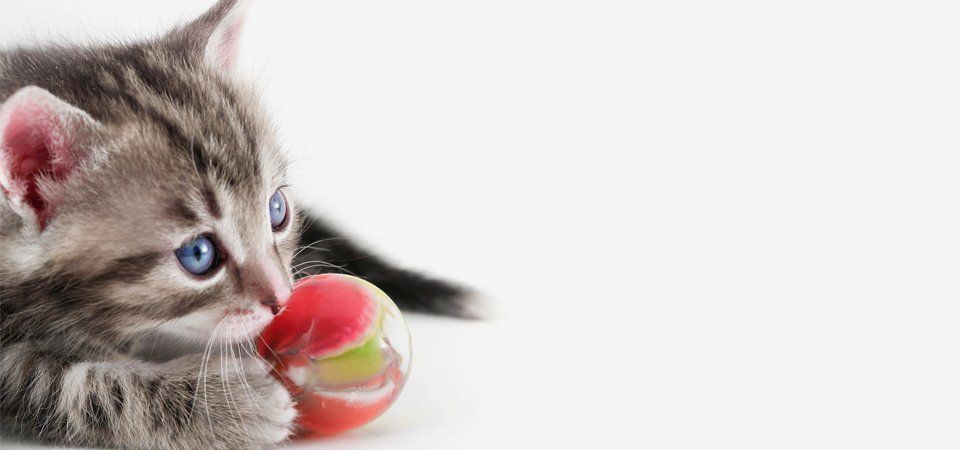 A grey kitten with blue eyes, playing with a colourful ball