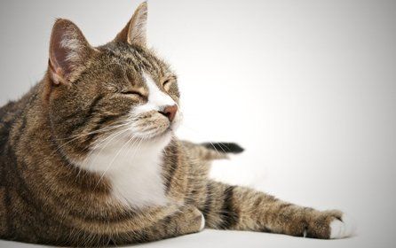 A contented cat relaxing with its eyes closed