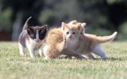 Three tiny kittens playing on grass