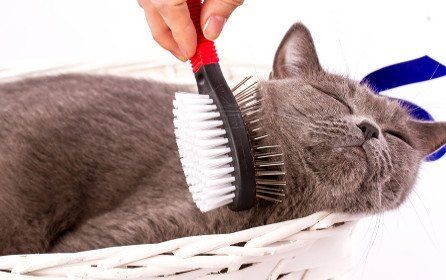 A cat lying with its eyes closed, enjoying being brushed