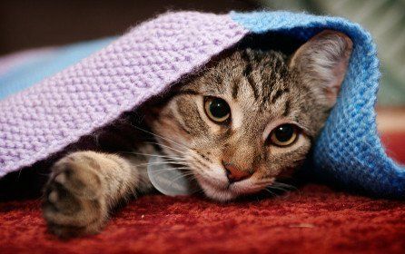 A kitten lying on a red rug, peeping out from underneath a lilac and blue knitted blanket