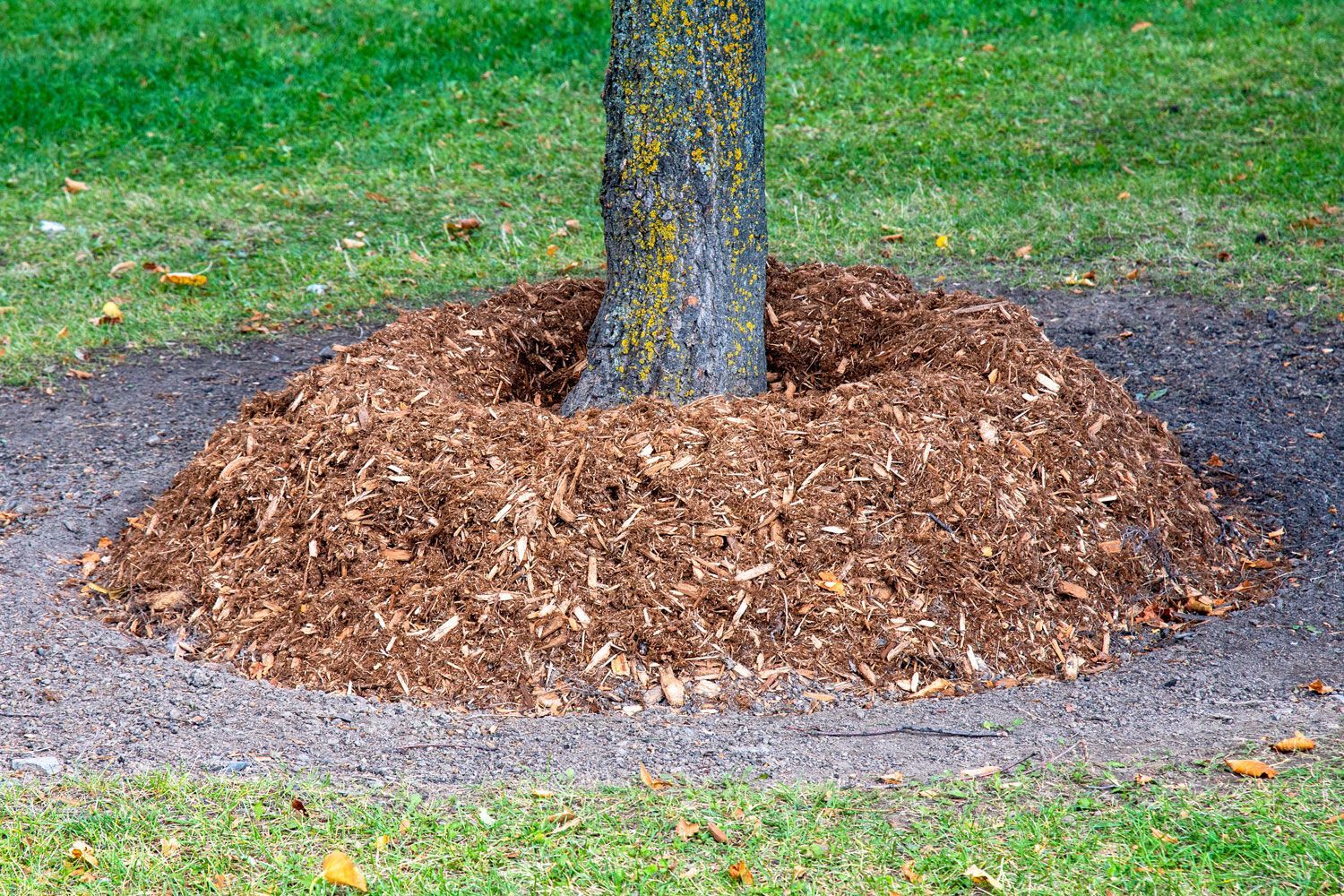 A man is using a green and yellow lawn mower to cut the grass.