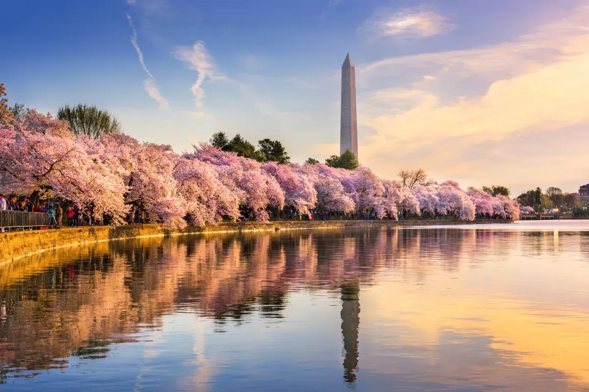 flowers along the bank of body of water with a statue in the background