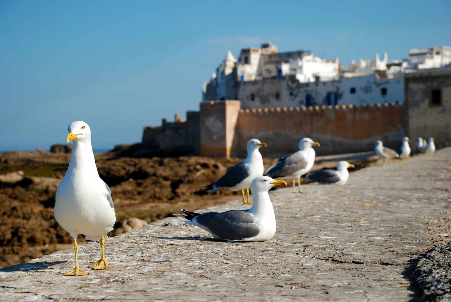 A stunning view of Essaouira’s beach, city walls, and fishing boats along the Moroccan coastline.