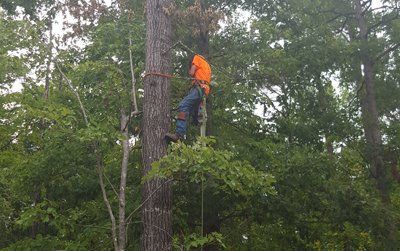 Tree Trimming Wake Forest & Mebane, NC