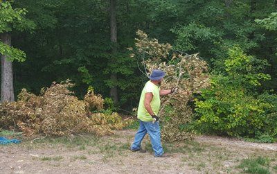 Tree Service Cary & Hillsborough, NC