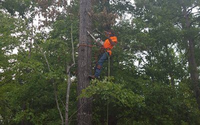 Tree Trimming Durham & Hillsborough, NC
