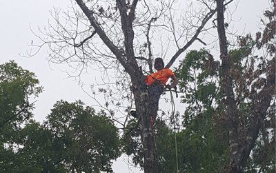 Tree Services Wake Forest & Morrisville, NC