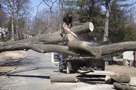 cutting up downed tree