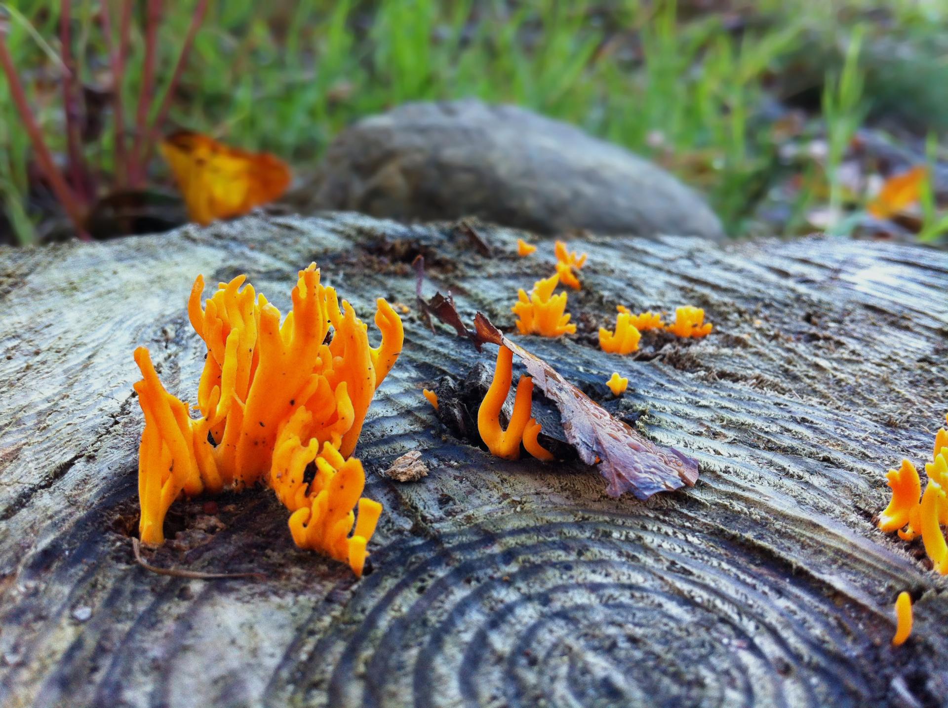 tree stump with orange things growing out of it