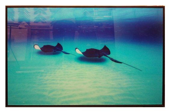 'Stingrays' limited Edition photo in black frame