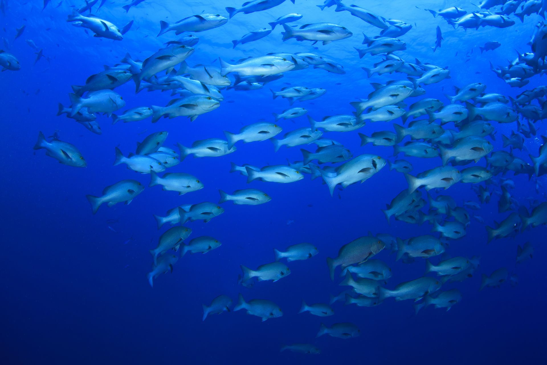 A large school of fish are swimming in the ocean.