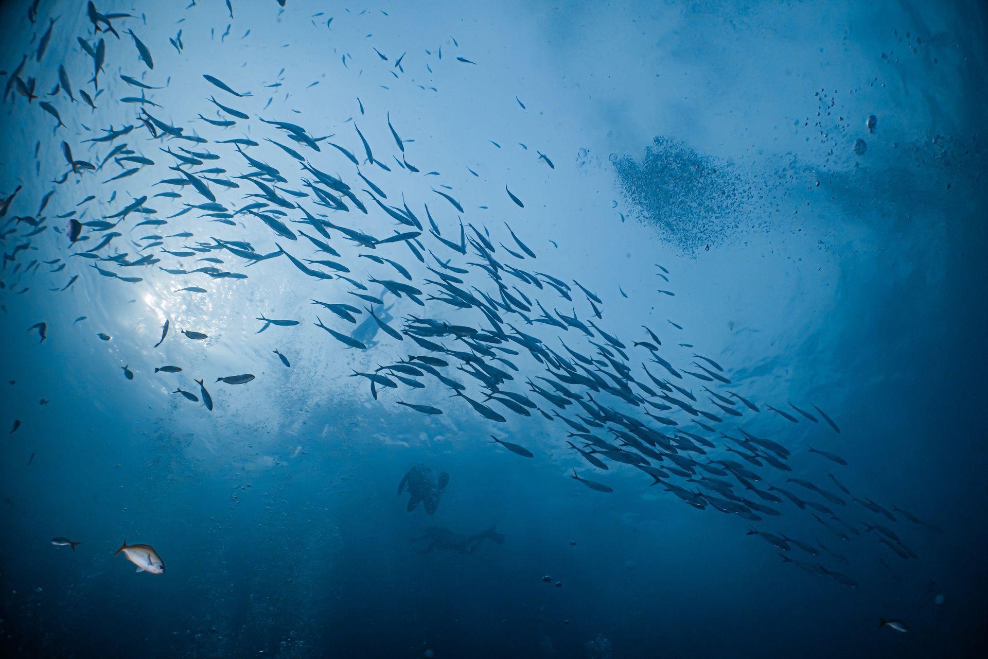 A large school of fish are swimming in the ocean.