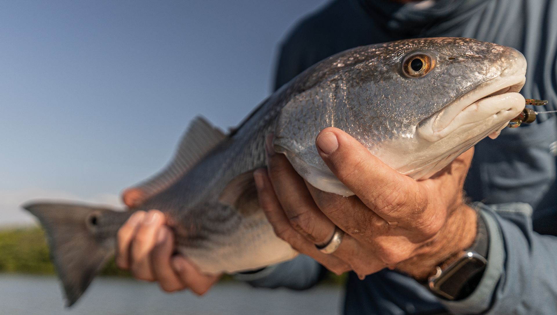 A man is holding a redfish in his hands.