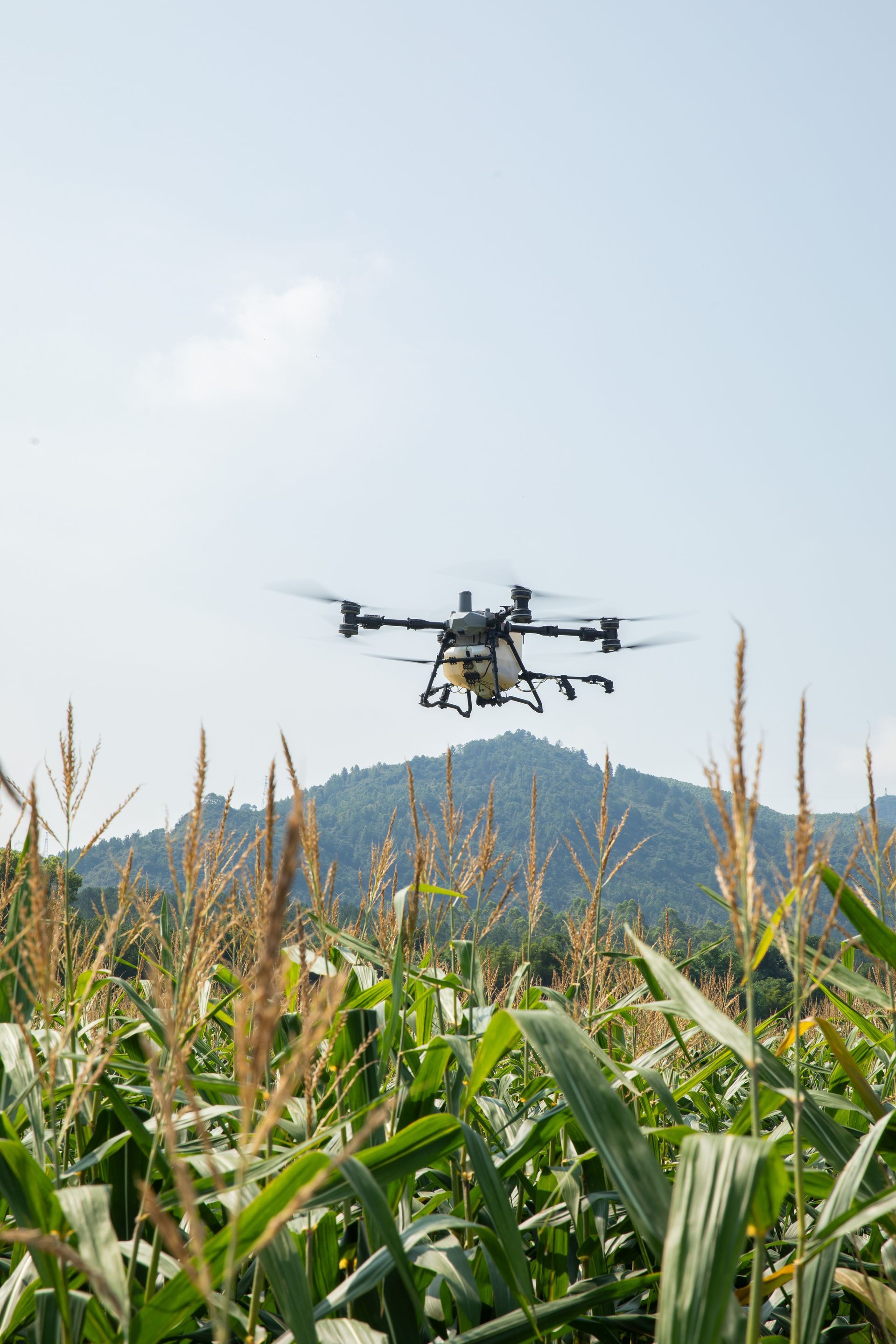 Drone flying over a cornfield, spraying crops. Green plants, blue sky, and mountain in the background.