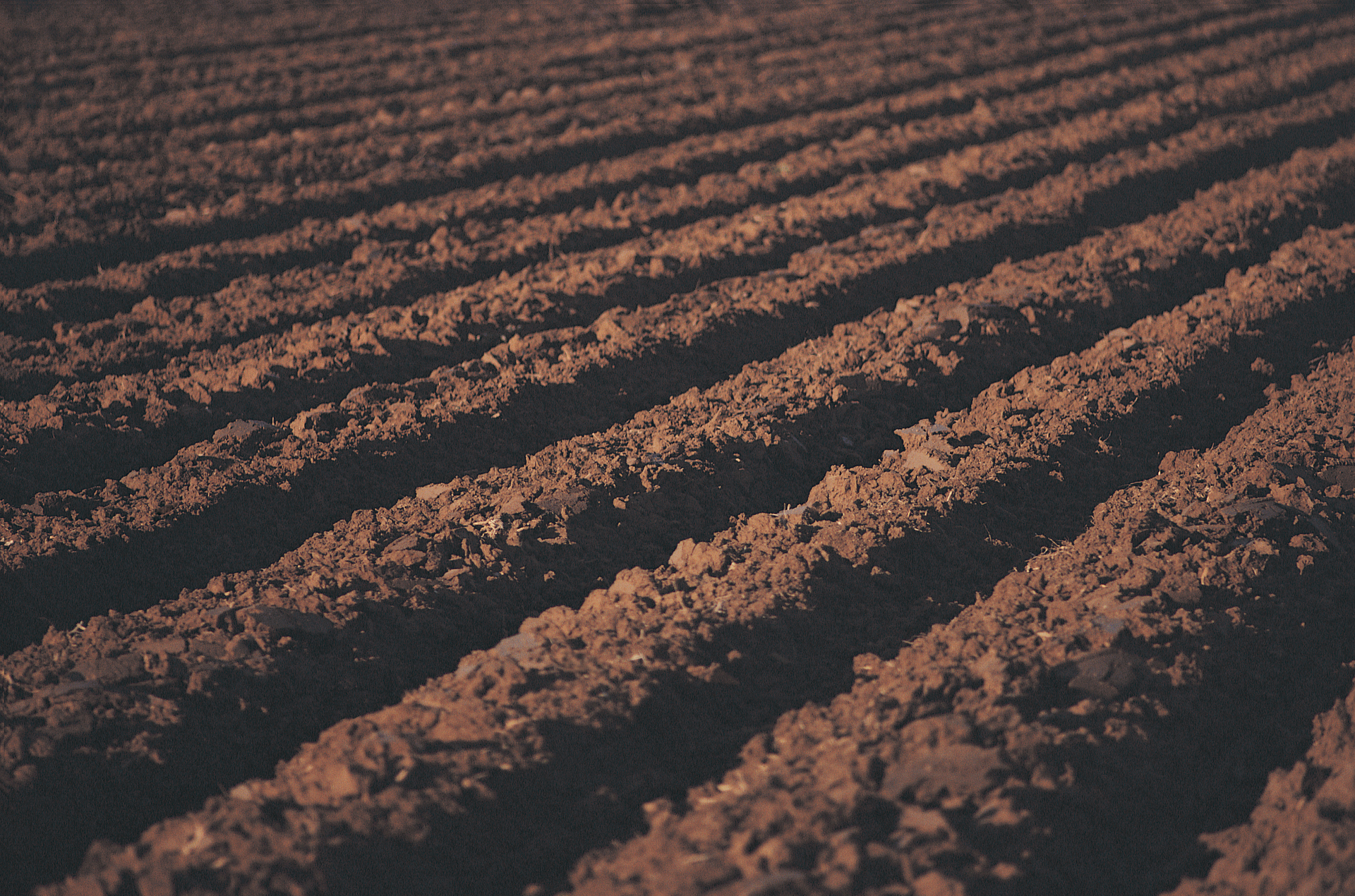 Plowed field, brown soil with parallel furrows.