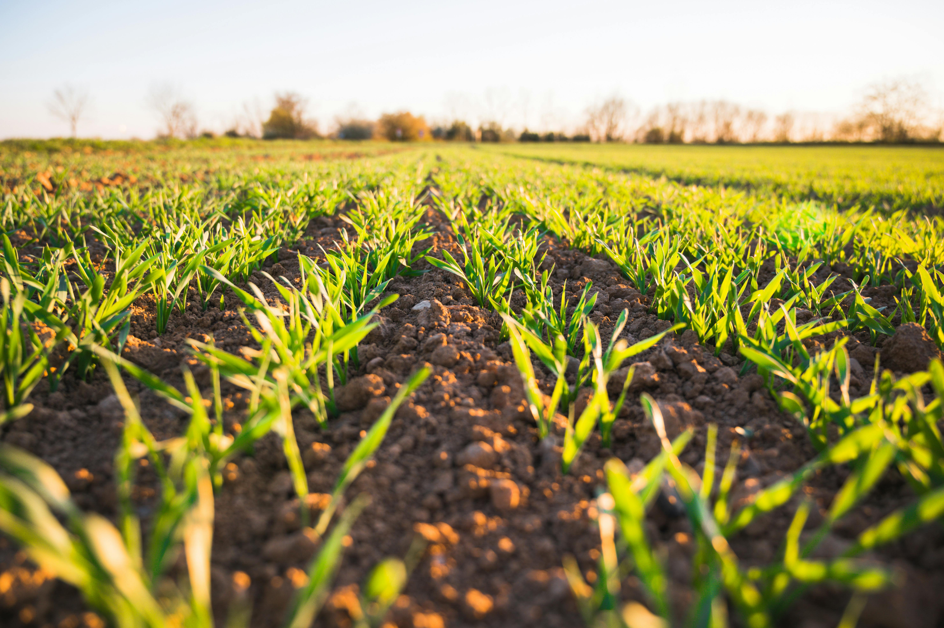 Rows of young green plants growing in a brown field, with a blurred treeline in the distance.