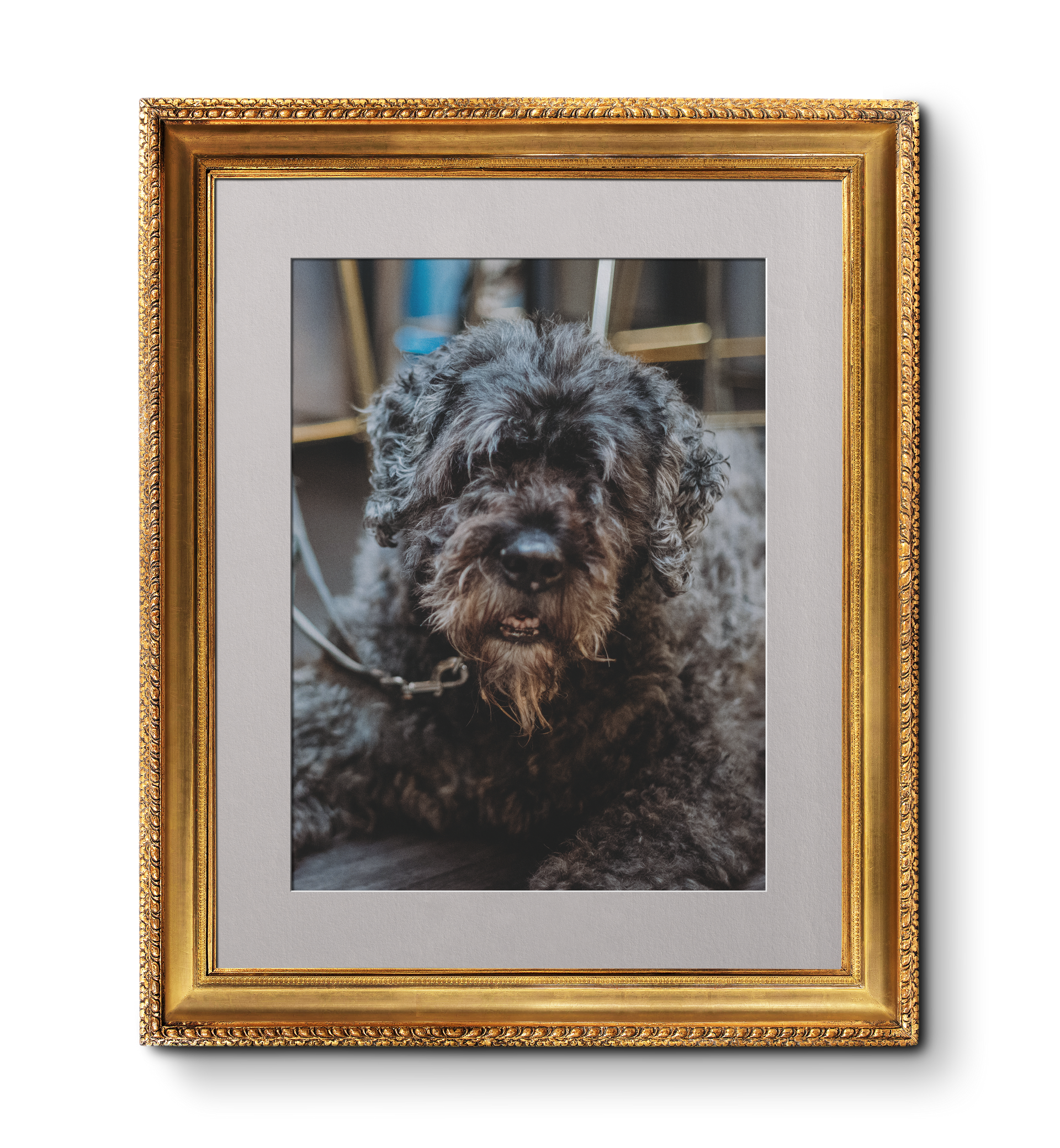 Black, curly-haired dog in a gold ornate frame, with a grey matte. Paw-trait Gallery
