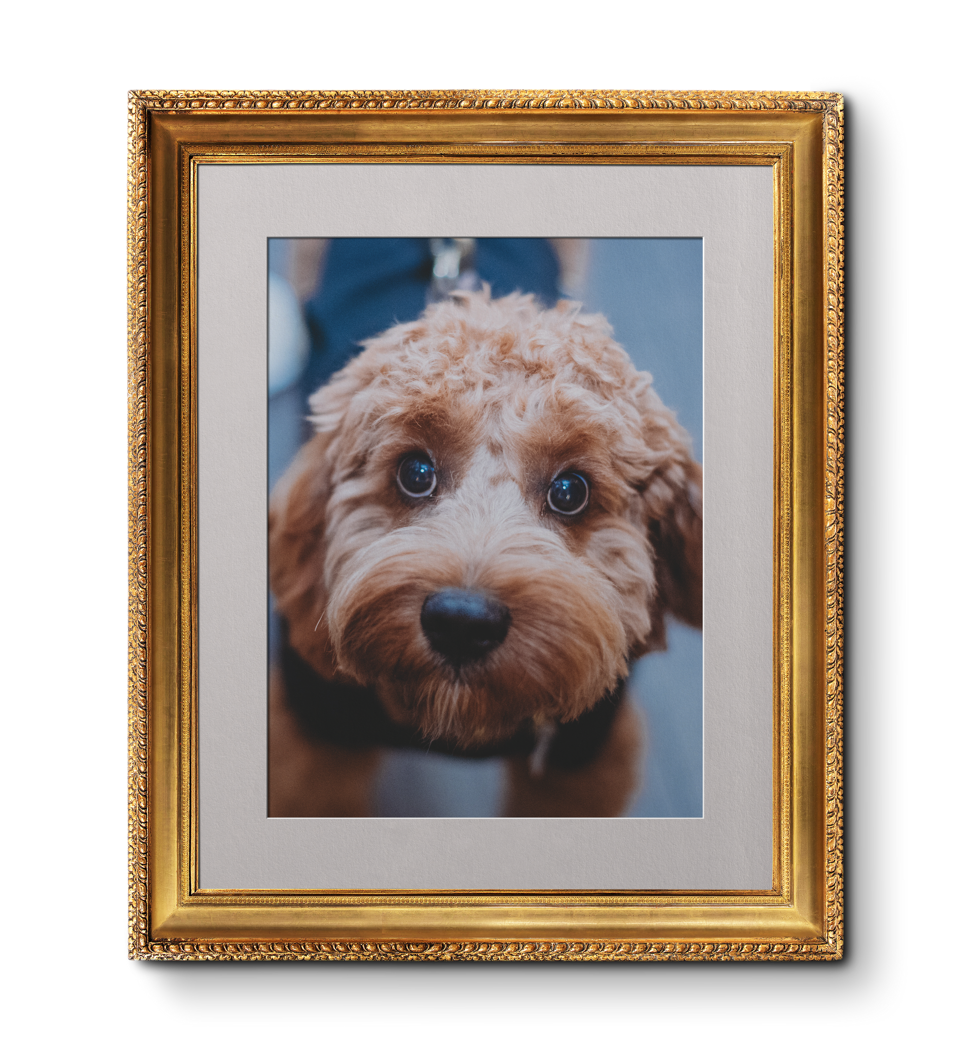 Golden framed portrait of a brown Cockapoo with a black collar, looking at the viewer. Dog Friendly pub, Waterfoot